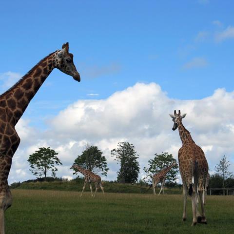 Fota Wildlife Park