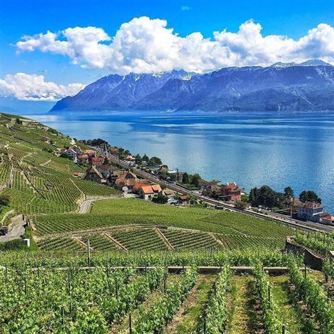 UNESCO Lavaux Vineyard