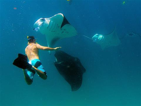 Manta Snorkeling Point