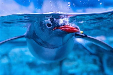 Acuario de las Américas