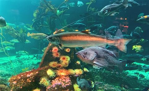 Vancouver Aquarium