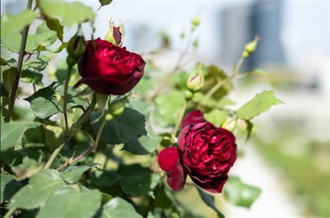 Nakanoshima Rose Garden