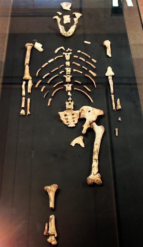 Lucy Skeleton