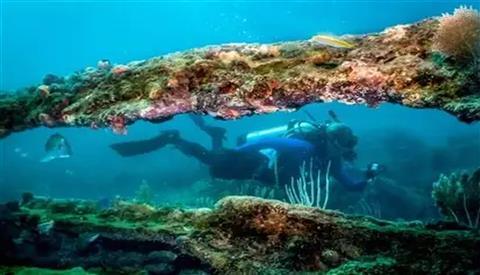 Pro Dive-Coral Reef Snorkeling