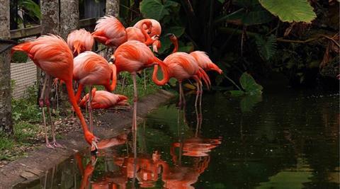 Flamingo Gardens