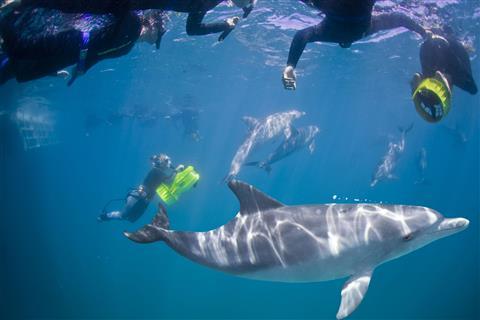Swim with wild dolphins