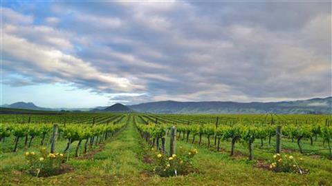 Degustación de vinos