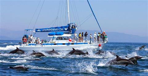 Captain Dave's Dolphin & Whale Watching Safari