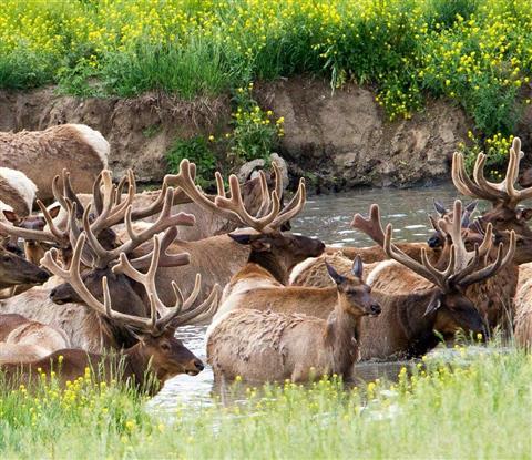 Lee G. Simmons Naturschutzpark & Wildtiersafari