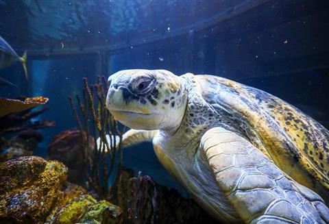 New England Aquarium