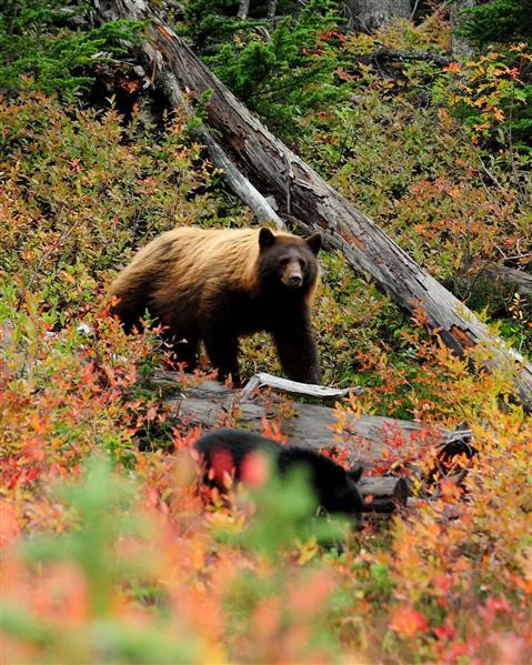 Bear Viewing and Mountain Ecology Tours