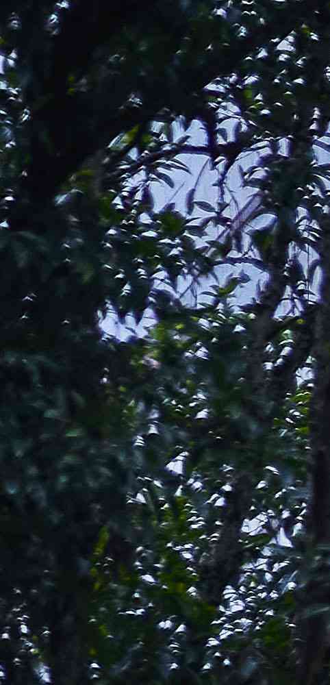 Conrad Chongqing a Chongqing, CN