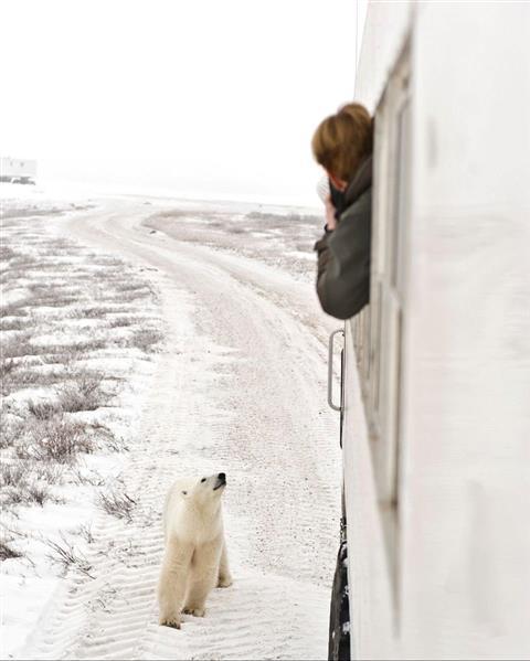 Polar Bear Sightseeing