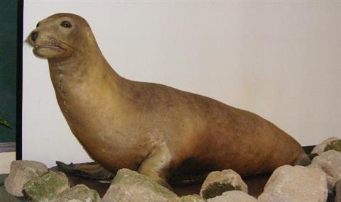 Зоопарк Теннодзи в Осаке