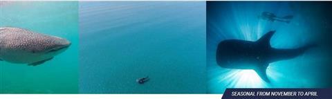 Encuentro con tiburones ballena