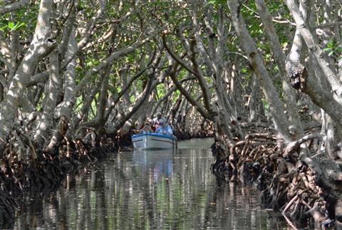 ทัวร์ป่าชายเลน