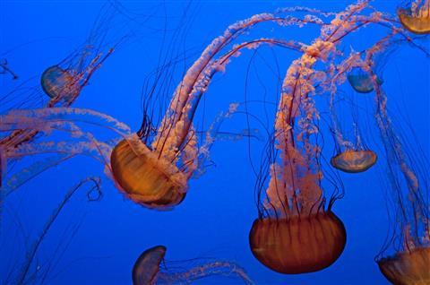 Monterey Bay Aquarium