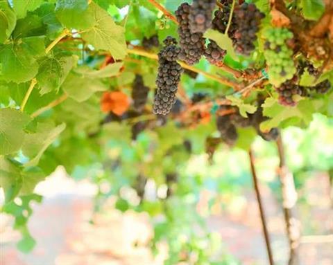 Corralitos Wine Trail