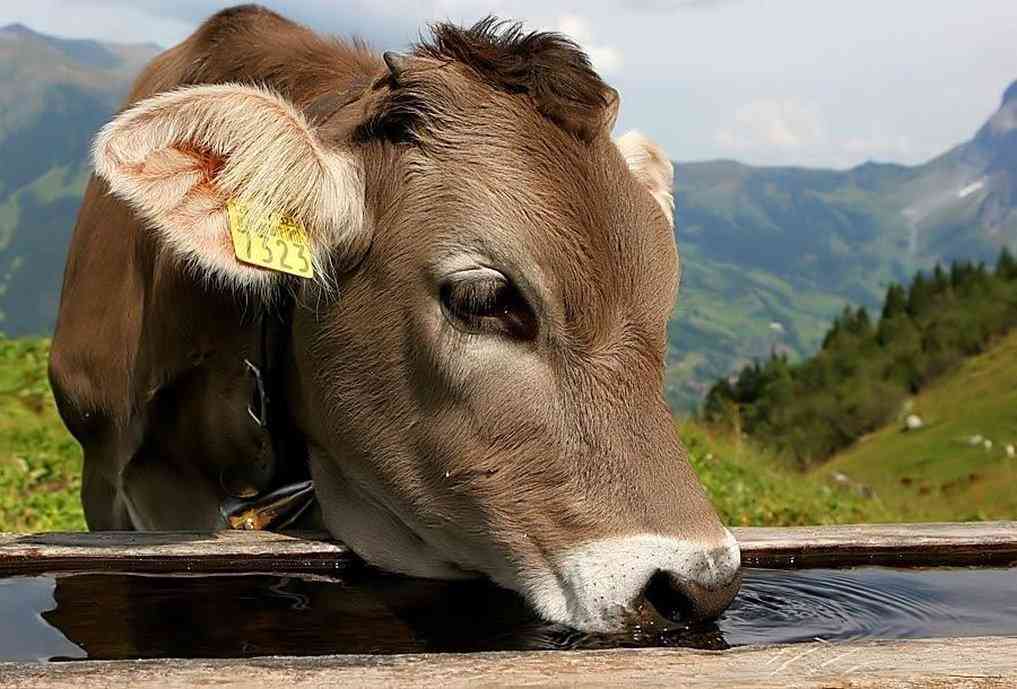 Romantik Hotel Schweizerhof in Grindelwald, CH