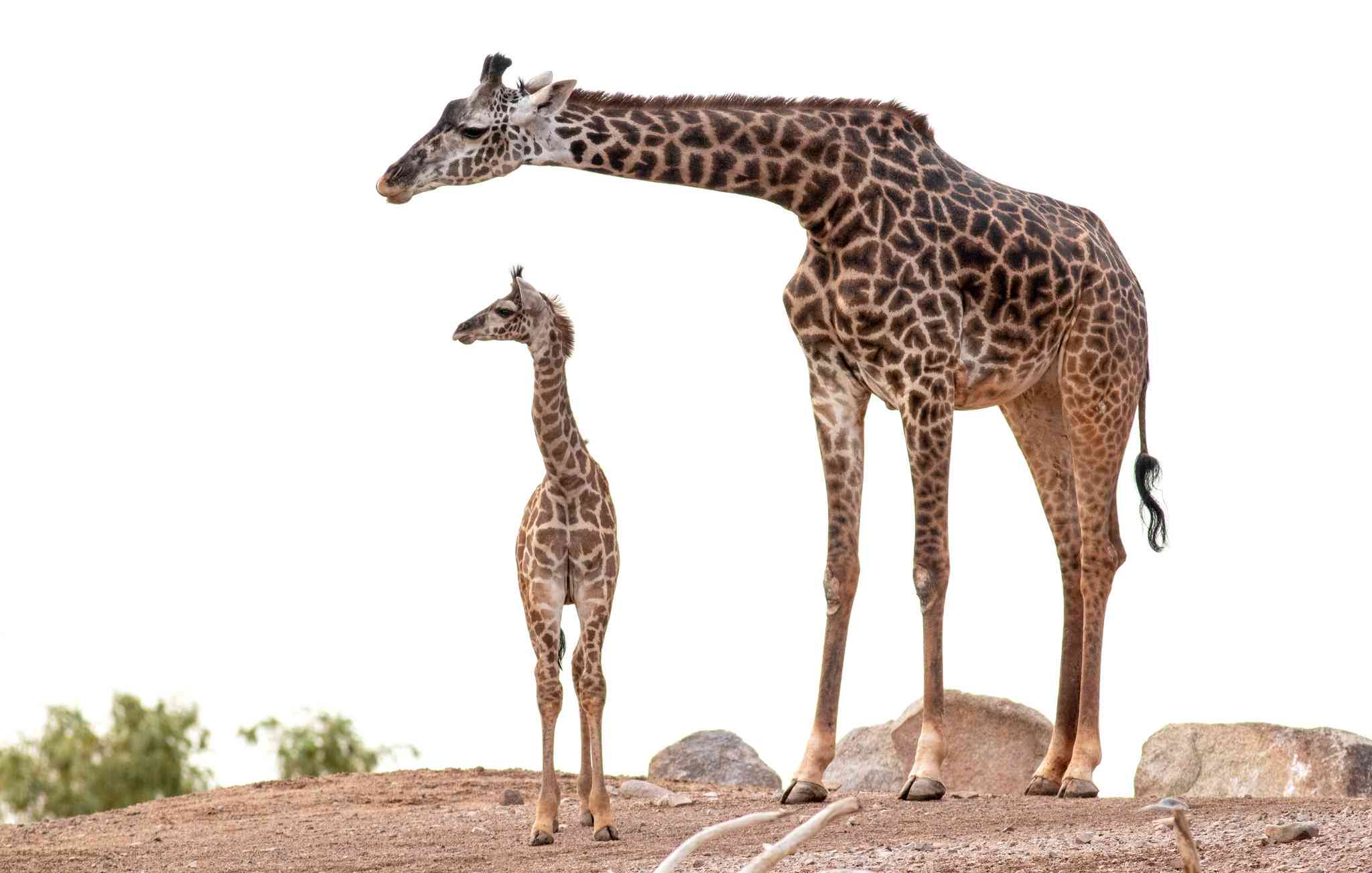 Staybridge Suites Phoenix – Biltmore Area en Phoenix, AZ